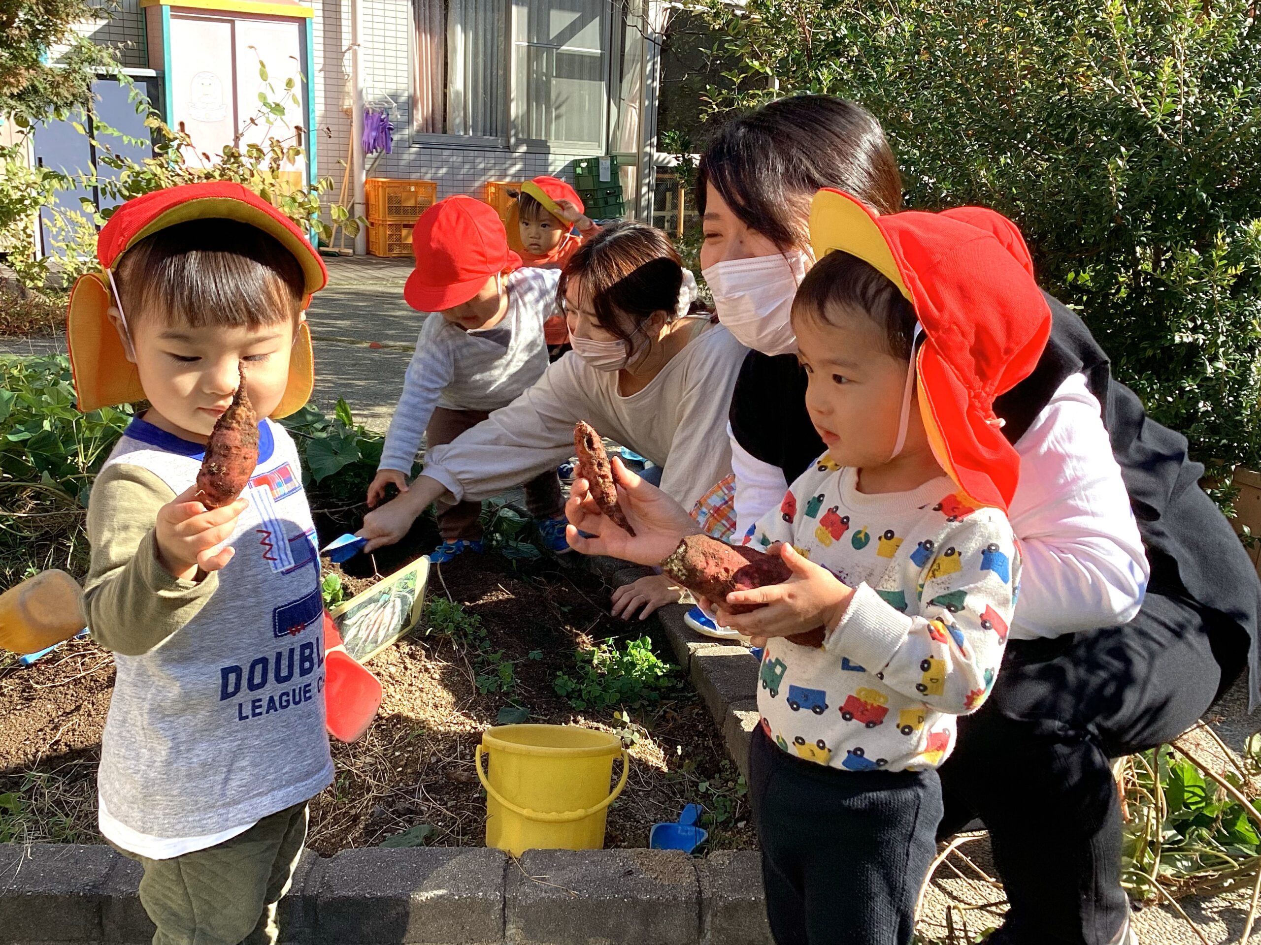 園庭の畑でお芋ほりをしました